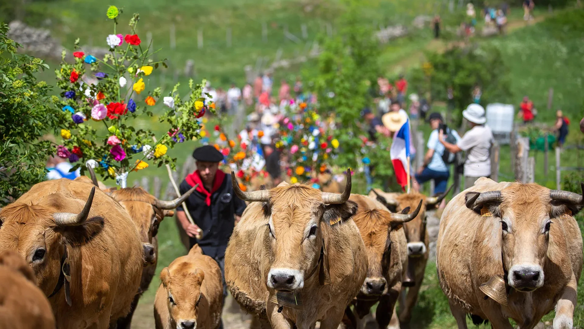 Transhumance en Aubrac