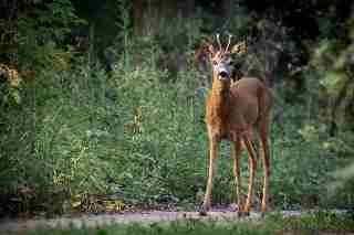 Camping La Romiguiere : Chevreuil