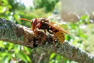 Camping La Romiguiere : Frelon