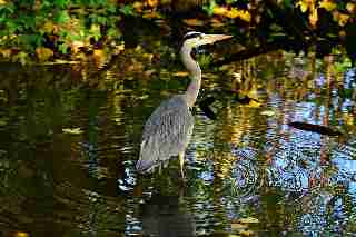 Camping La Romiguiere : Heron